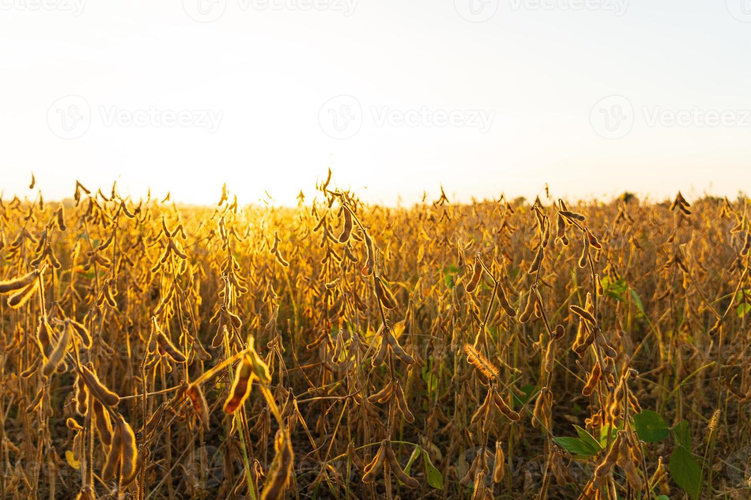Beautiful soybean field at sunset. Harvesting soybeans. A beautiful view of the soybean field photo