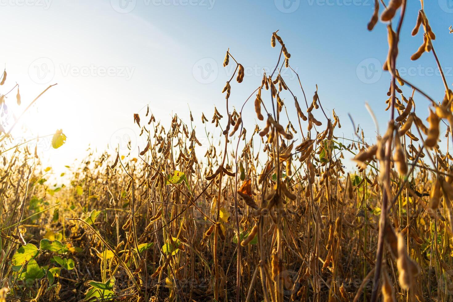 Soybean plantation. A beautiful image of a soybean field. Soybean plants against the background of the sky and the golden sun photo