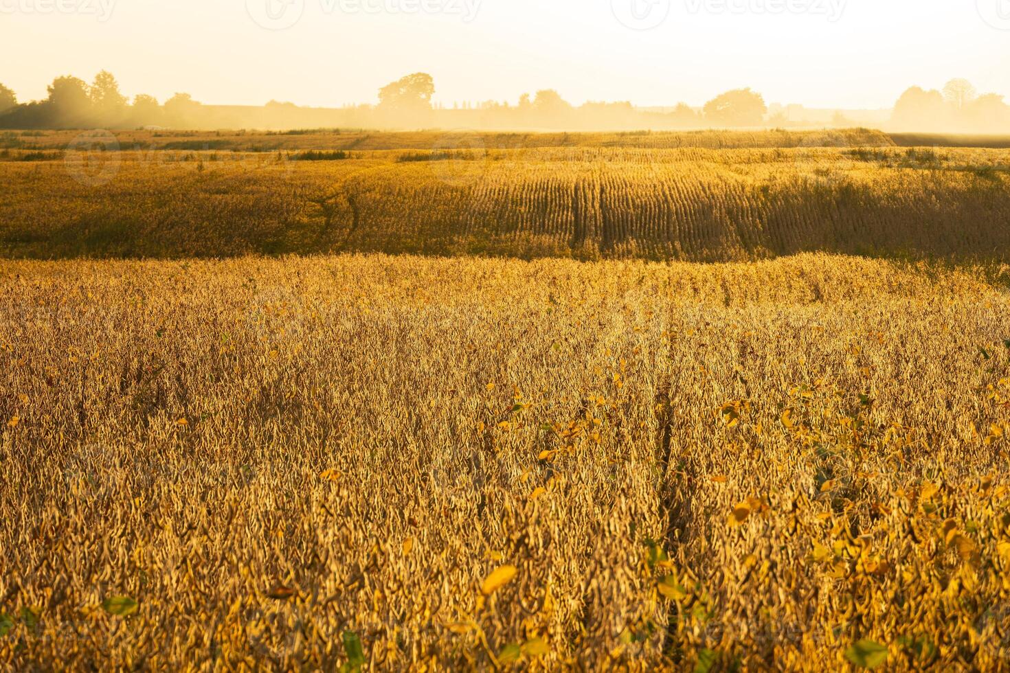 A large field of ripe soybeans. Ripe soybeans. Growing soybeans on an industrial scale. Beautiful autumn soybean field photo