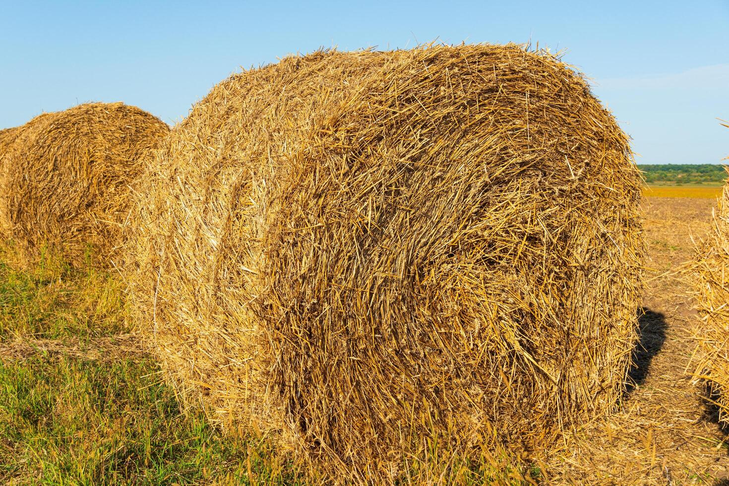 Round straw bales. A beautiful image of a bales of straw. Harvesting straw for animals. Agriculture photo