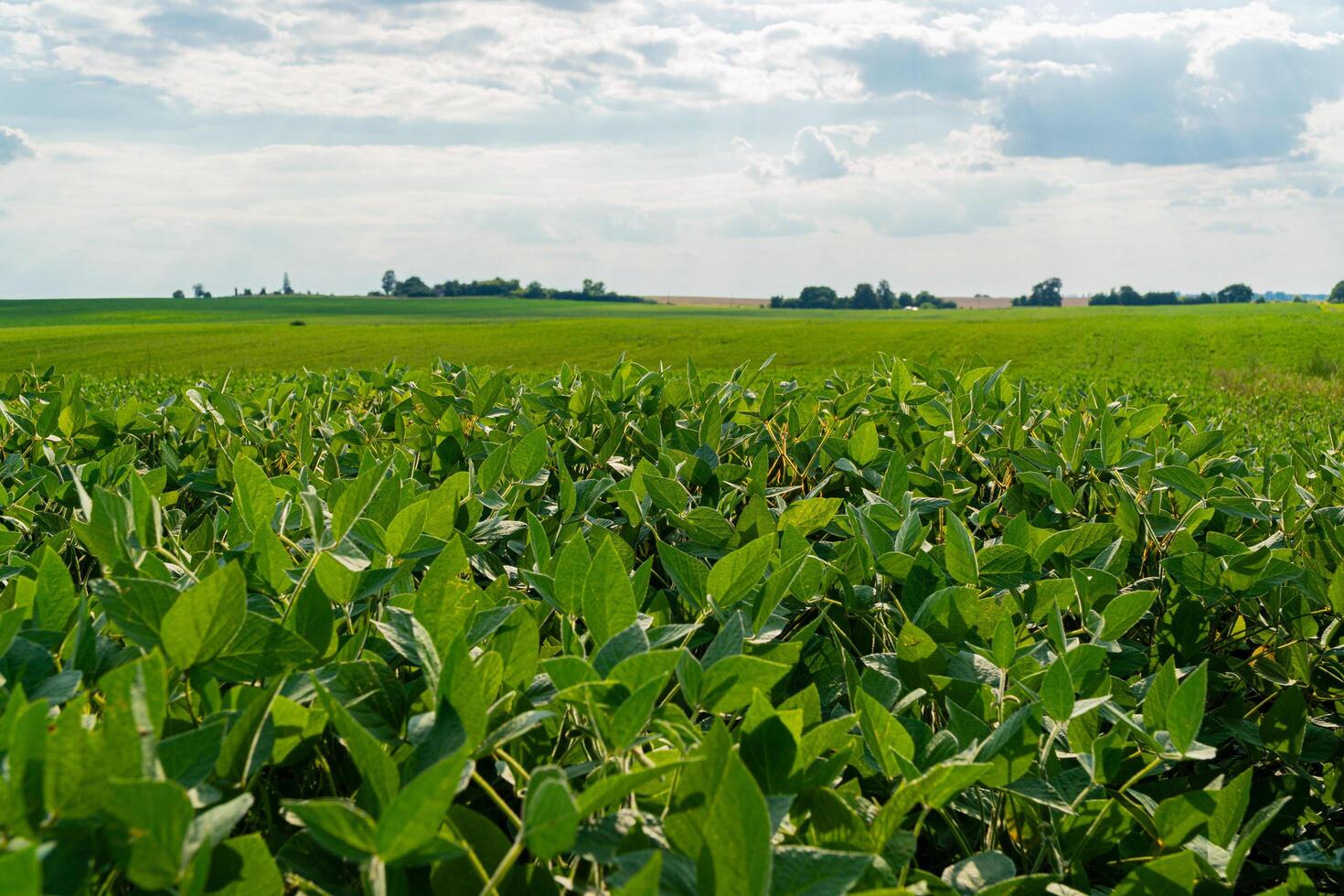 A large field of soybean plants. Green beautiful soybean leaves. Growing soybeans on an industrial scale photo