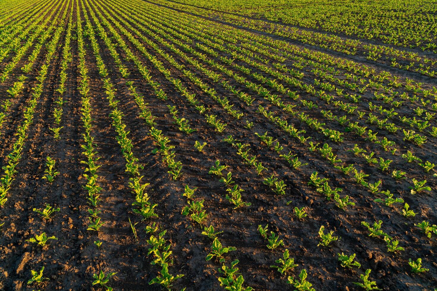 Beautiful lines with small beet sprouts. Sprouts of beet grow in the field in black soil. Beet field at sunset photo