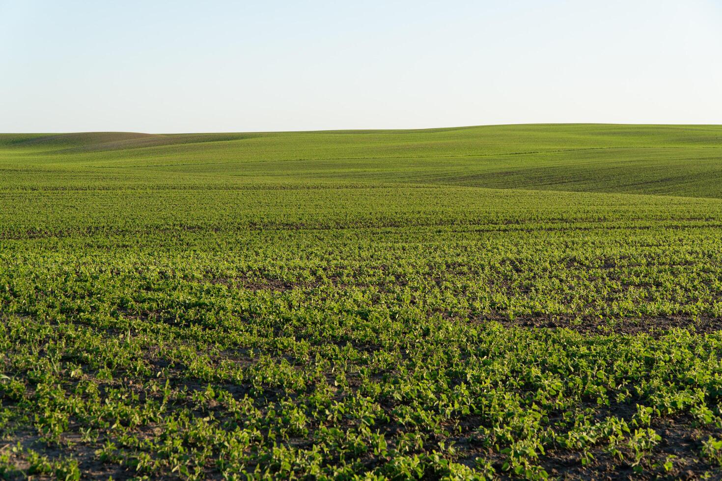 A large soybean field. Soy sprouts. Growing soybeans photo