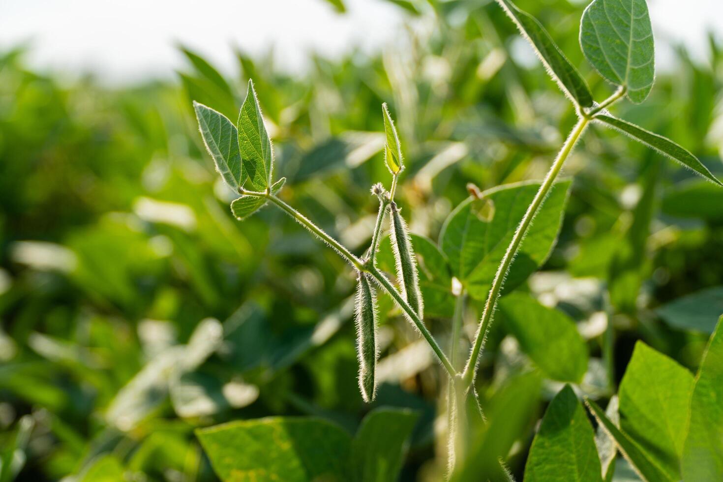 Ripening of soybeans. Soy close-up with soft focus. Growing soy photo