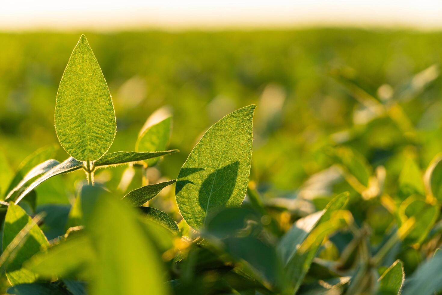 Beautiful soybean leaves. Soybean harvesting season photo