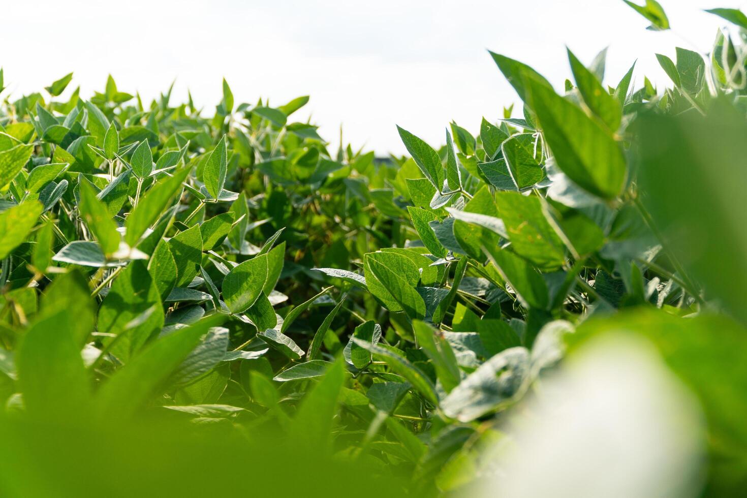 Green Soybean Field. Green growing soybeans against sunlight. Background of ripening soybean. Selective focus photo