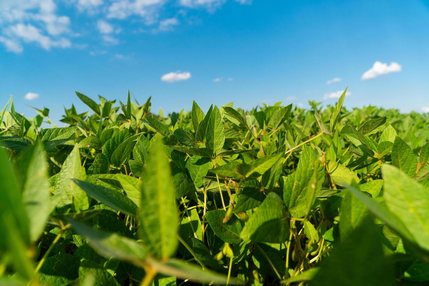 Soy bean plant in sunny field. Green growing soybeans. Soybean close up photo