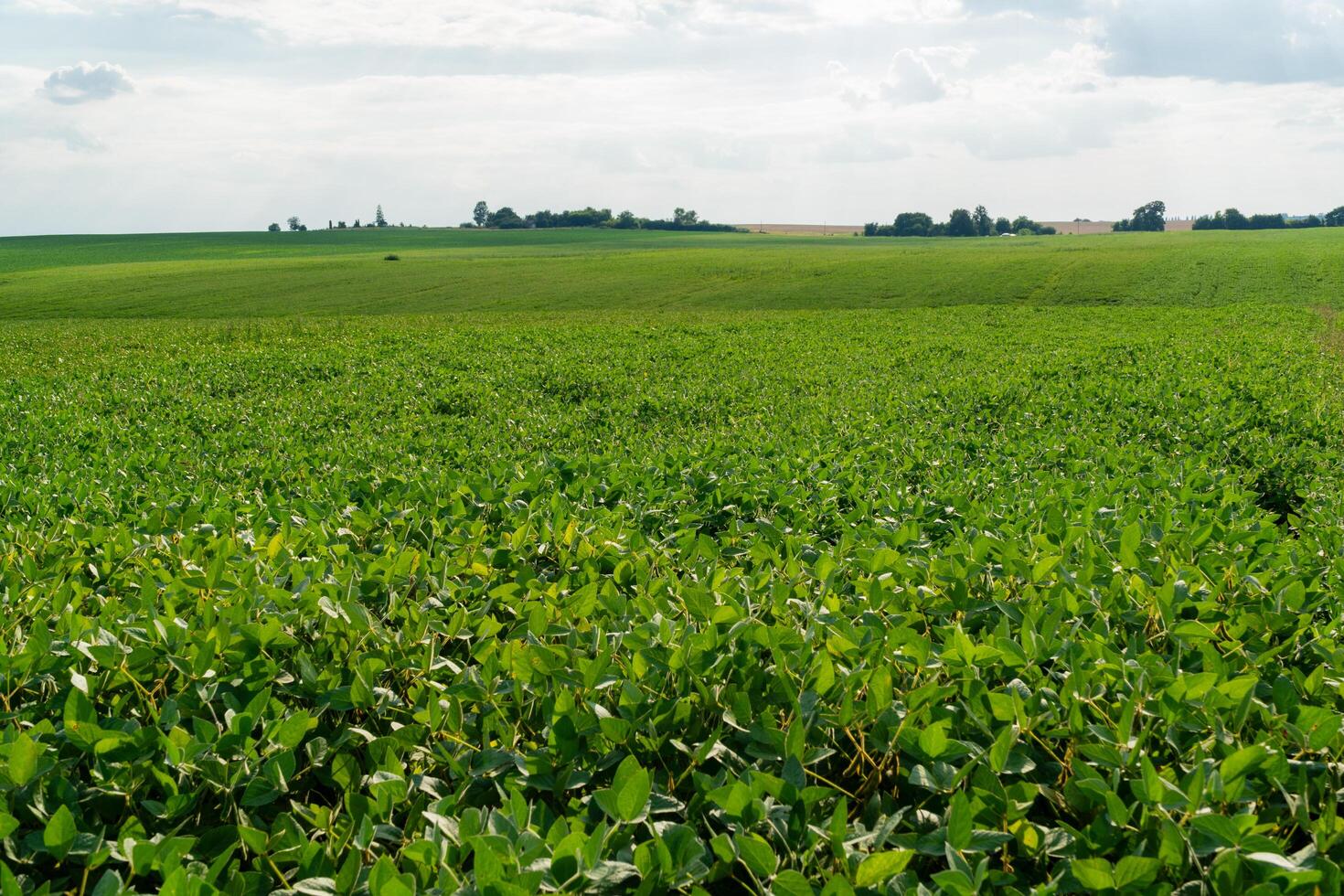 Agricultural soy plantation. Open soybean field. Growing soybeans photo