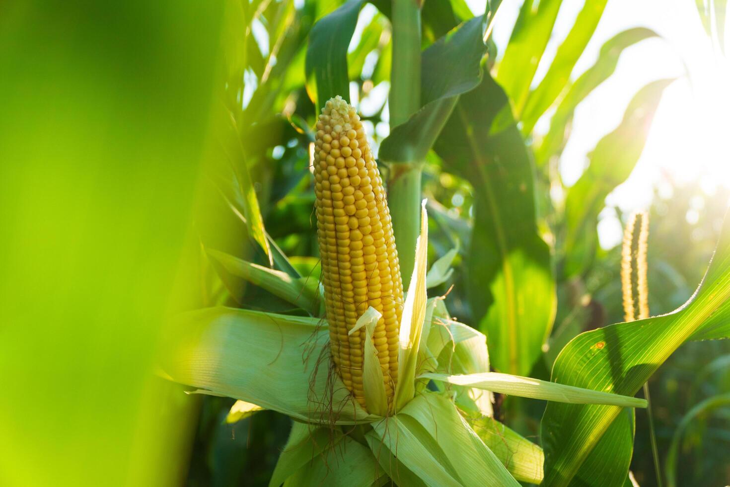 Close-up corn cobs in corn plantation field. Ear of yellow corn. Corn field in sunset. Agricultural Season. Selective focus photo