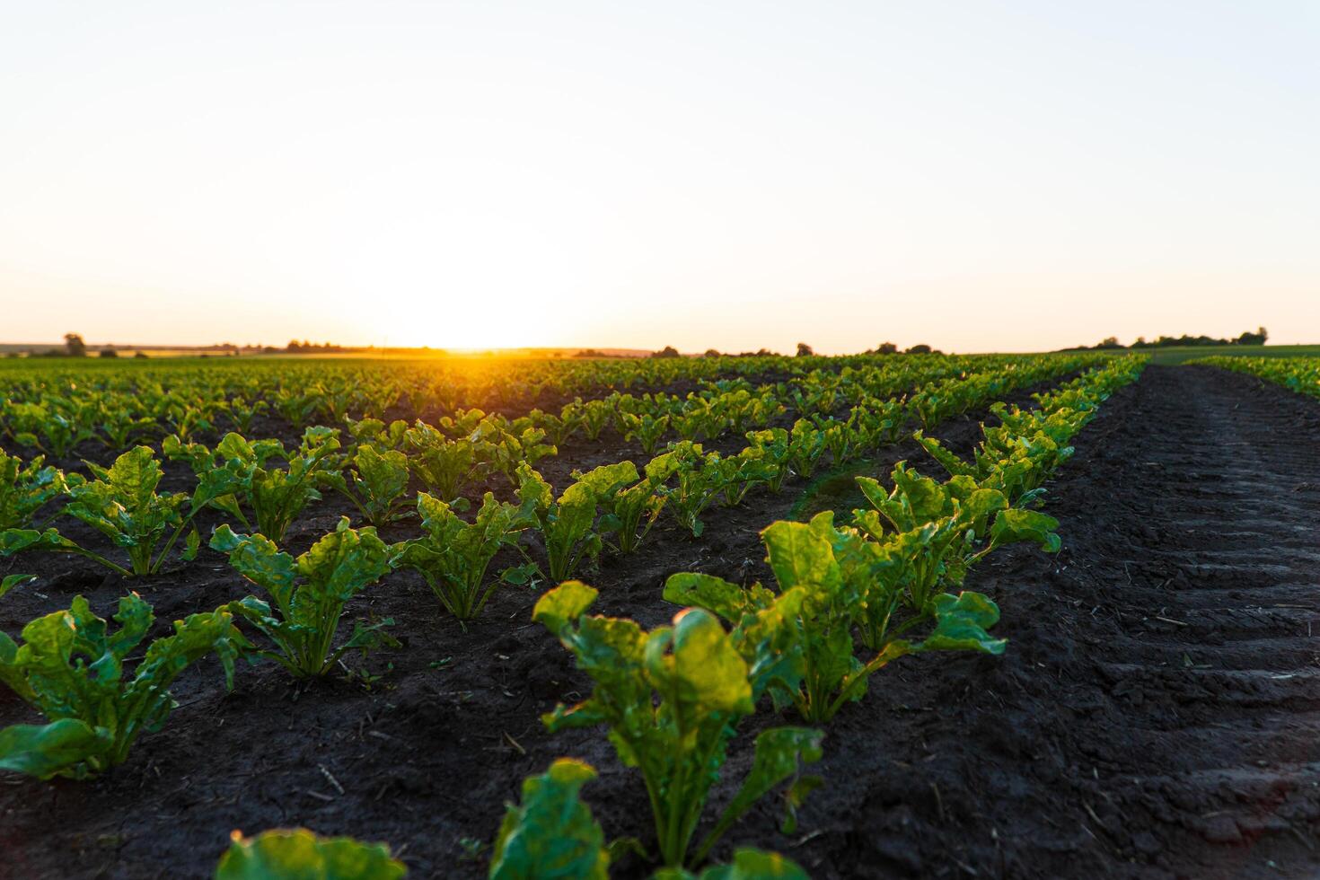 Landscape view of a young sugar beet field. Sugar beet field with sunset sun photo
