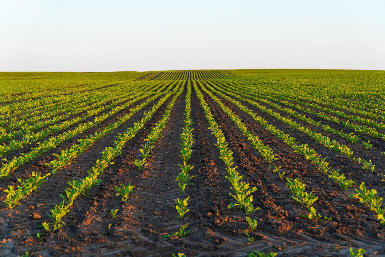 Fresh green sprouts of sugar beet. Sugar beet field with rows of beet plants. Growing vegetables photo