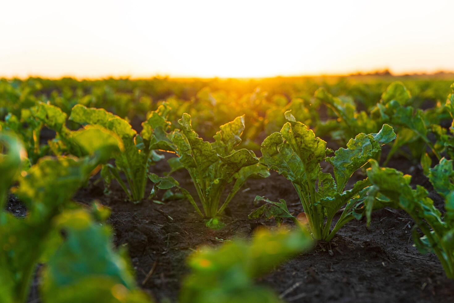 Sugar beet crops during the period of active growth. Sugar beet growing in the field photo