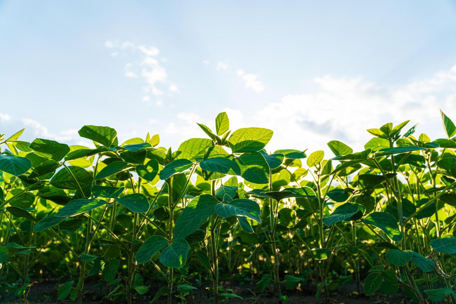 Soybean plants growing in row in cultivated field. Green soybean crop plants at agricultural farm field. View from below photo