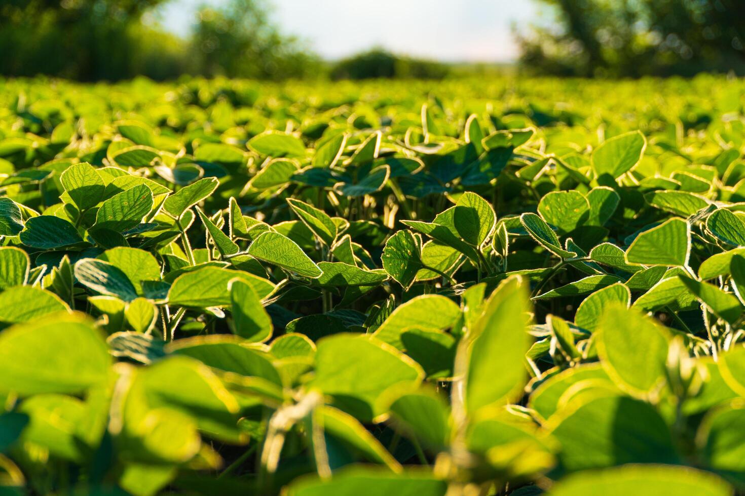 Soya bean growing soybeans on an industrial scale. The theme of soy photo