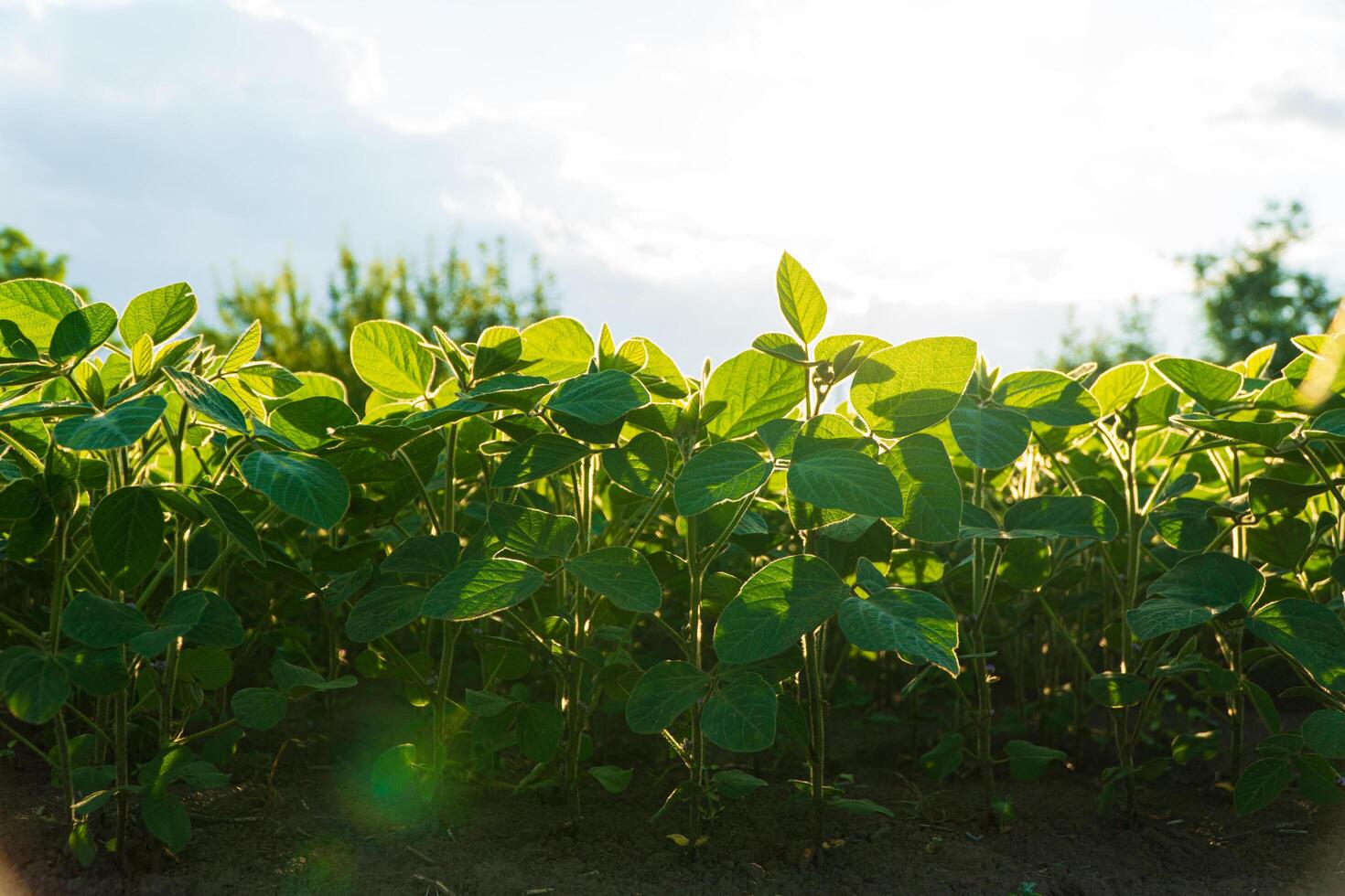 Soy crops during the period of active growth. Soybean crop photo
