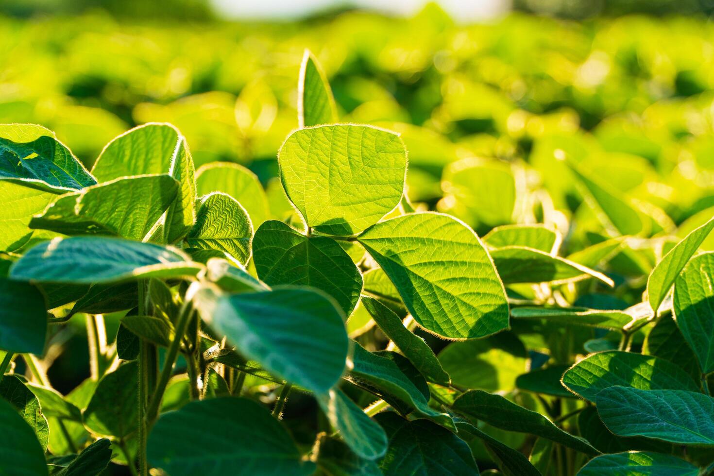 Green young soy. Backlit young soybean. Soy leaves photo