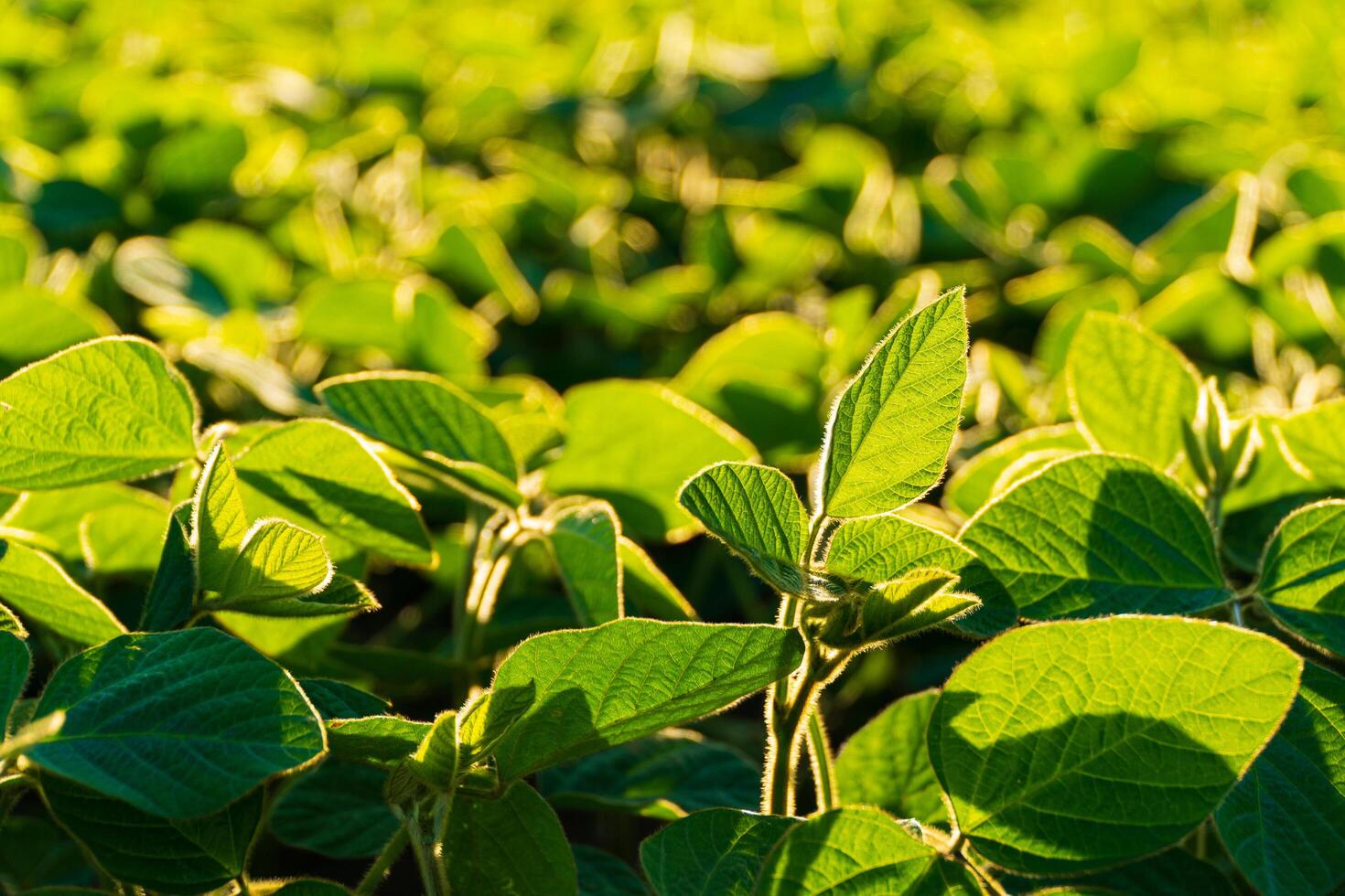 Close up green soy plants. Agricultural soy plantation on sunny day. Soy agriculture. selective focus photo