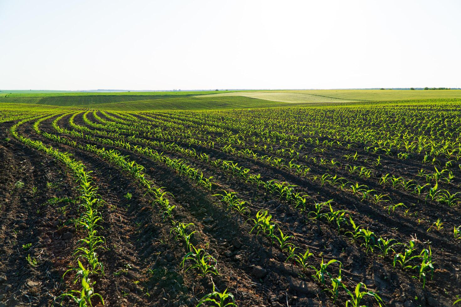 Rows of corn seedlings field. Young Corn Plants photo