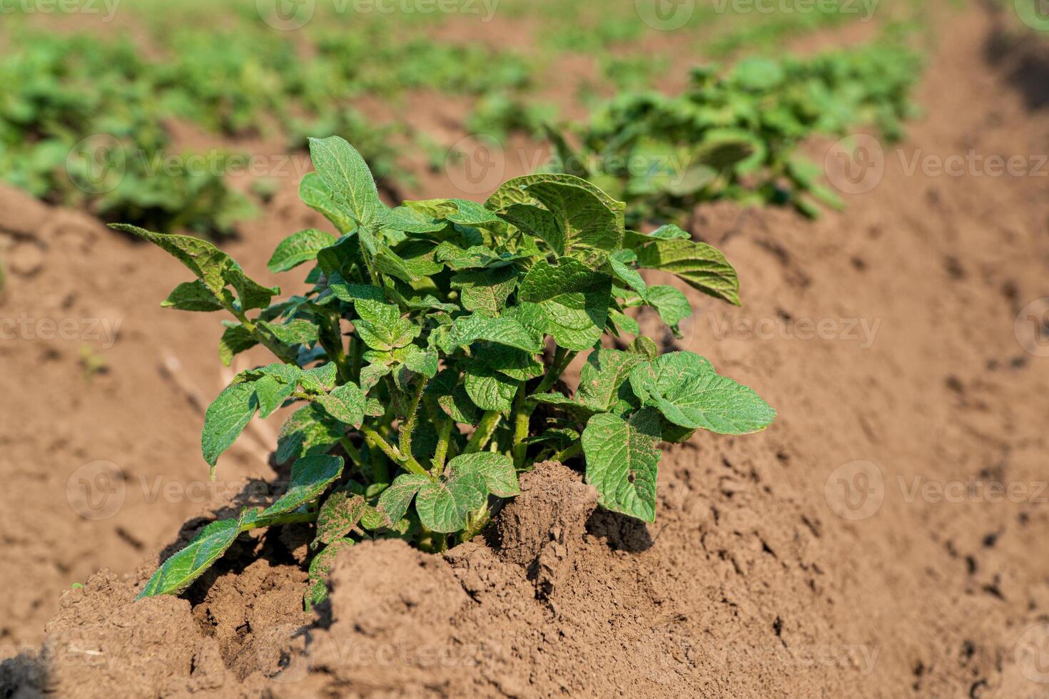 View of potato field. Rows of potato field. Fresh green cabbage. Growing potato. Agrarian business. Agricultural scene photo