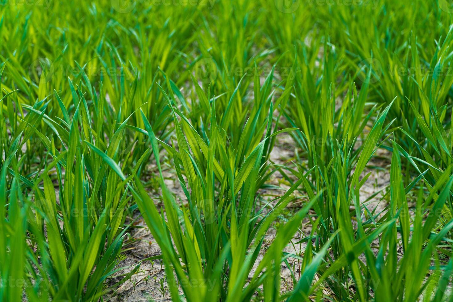 Close up on sprouting rye on agriculture field. Sprouts of rye photo