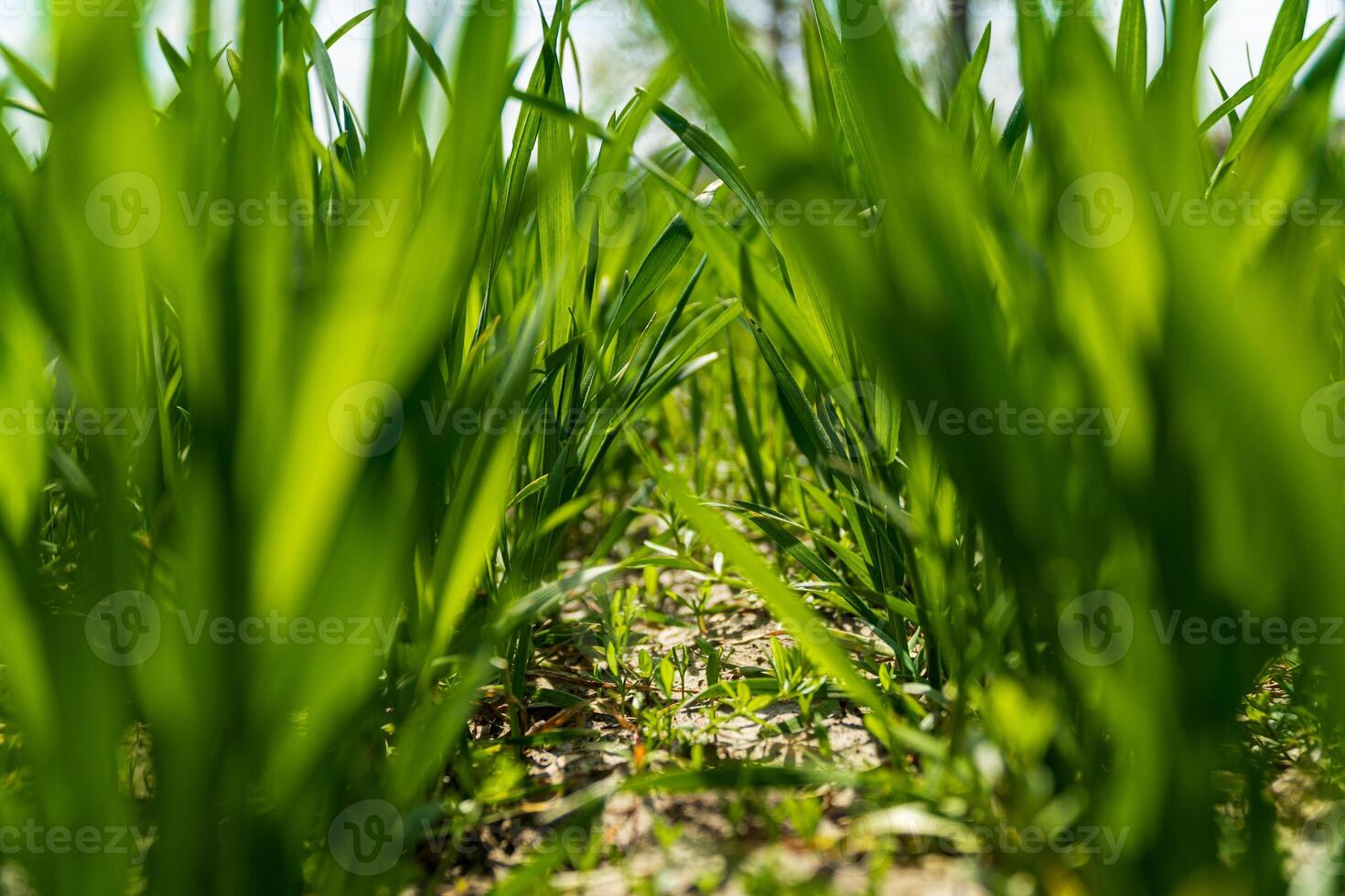 Close up on sprouting wheat on a agriculture field. Agriculture and agronomy theme. Bottom view. Soft focus photo
