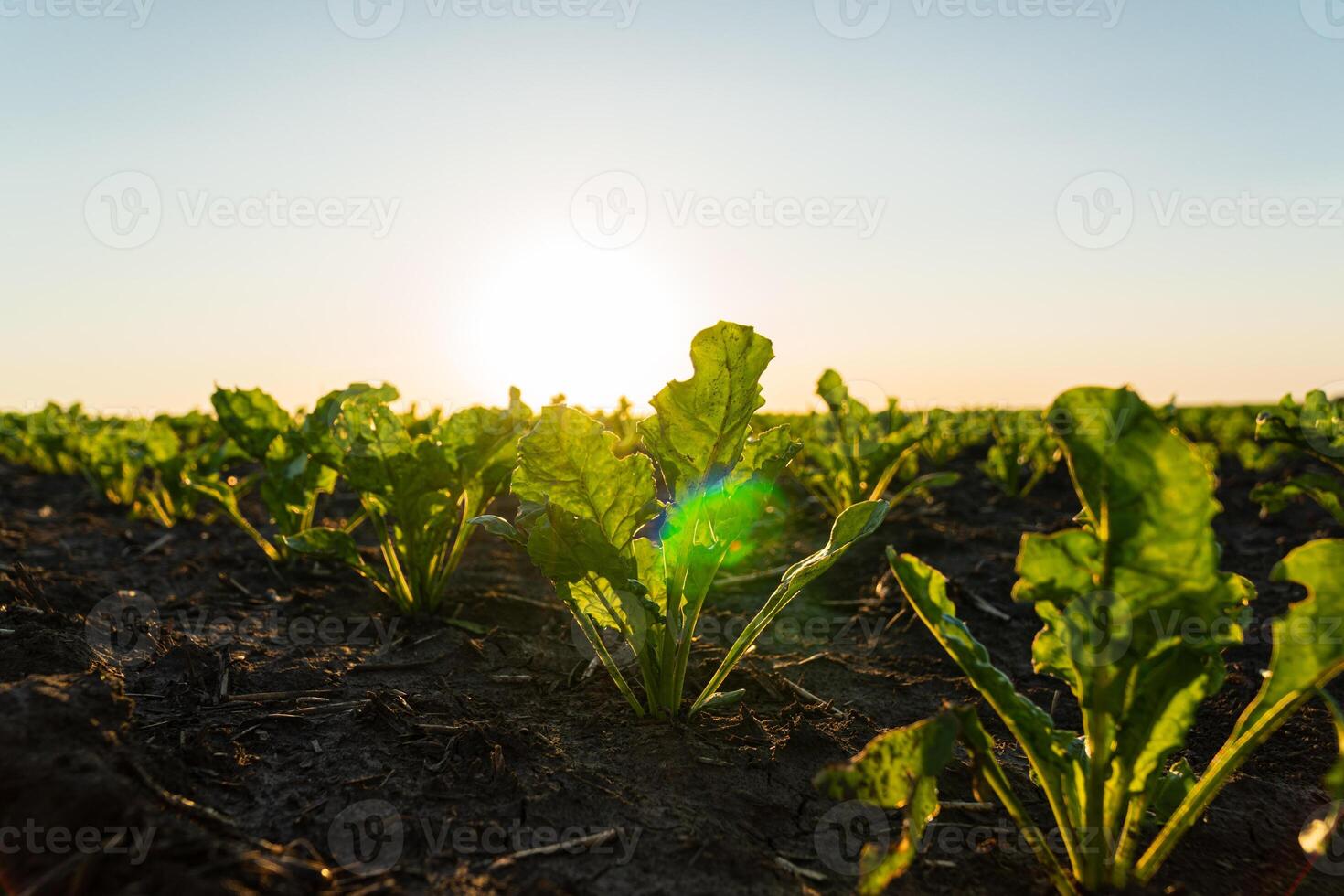 Sugar beet seedling in the agricultural garden with the sunset. Young green sugar beet grows on a field in black soil photo