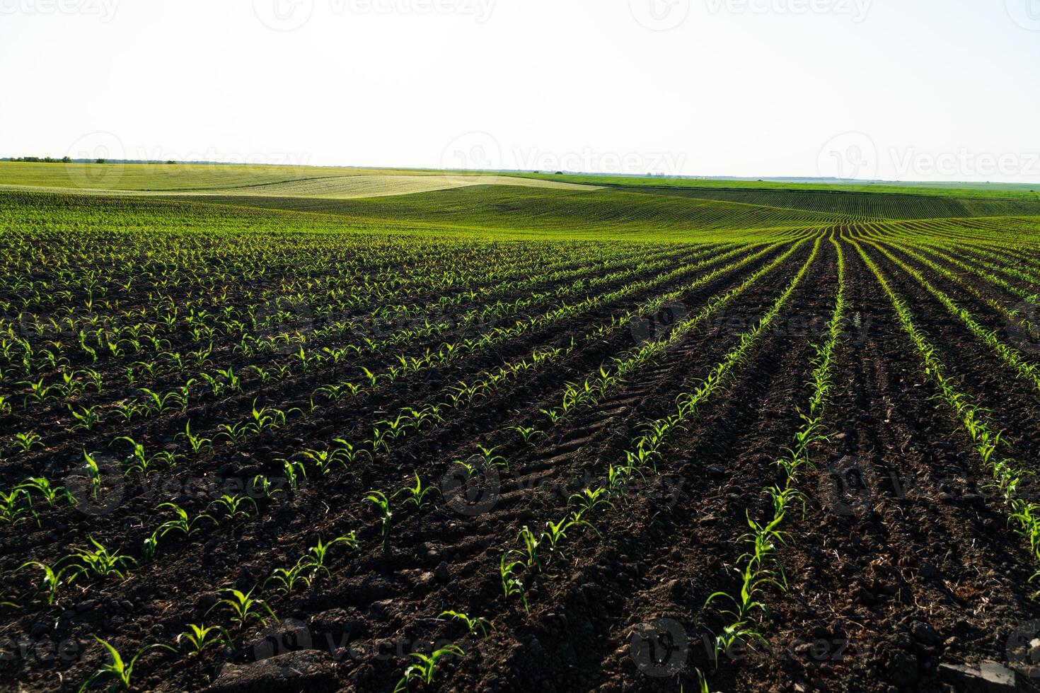 Rows of young corn plants on a fertile field with dark soil. Green corn field in the sunset. Green corn maize field in early stage photo