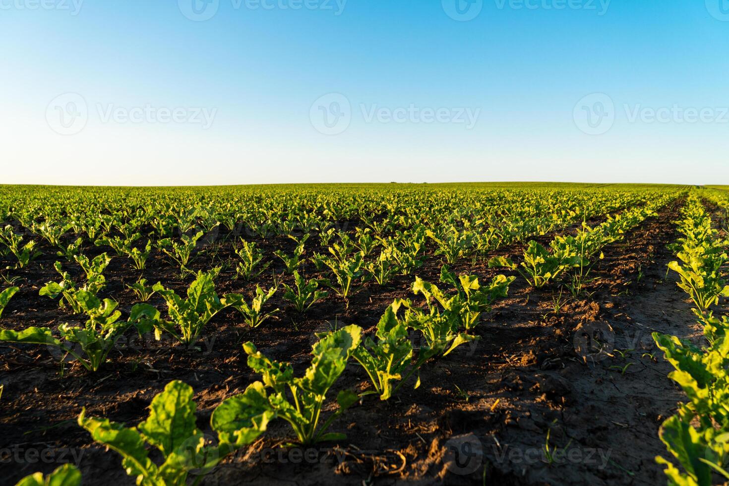 Rows of young sugar beet plants on a fertile field with dark soil. Green beet field in the sunset. Green sugar beet field in early stage photo