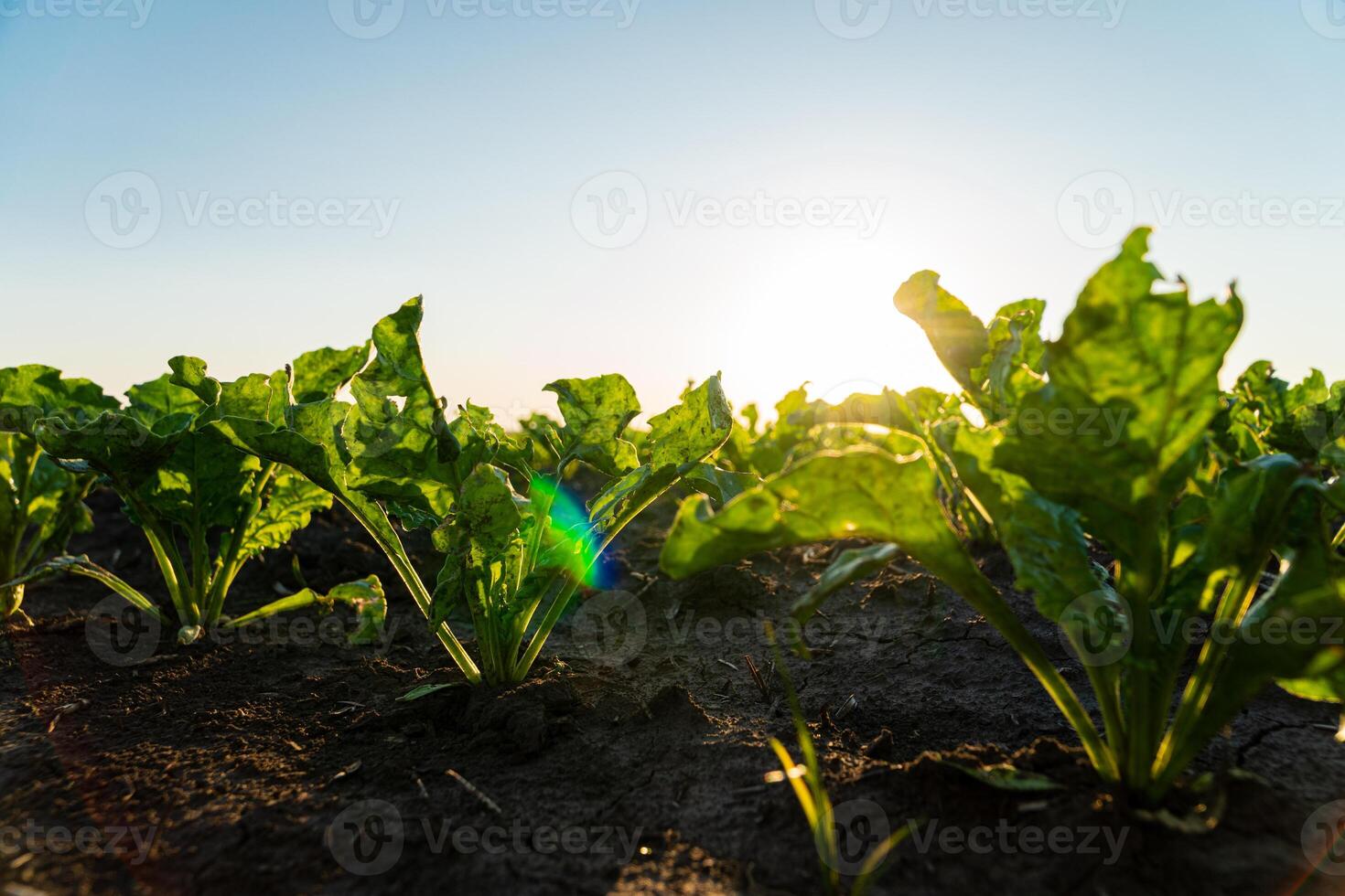 Close up seeding sugar beet plant. Green young sugar beet plants growing from the black soil on sunlight evening. Beet agriculture. Selective Focus with Shallow Depth of Field photo