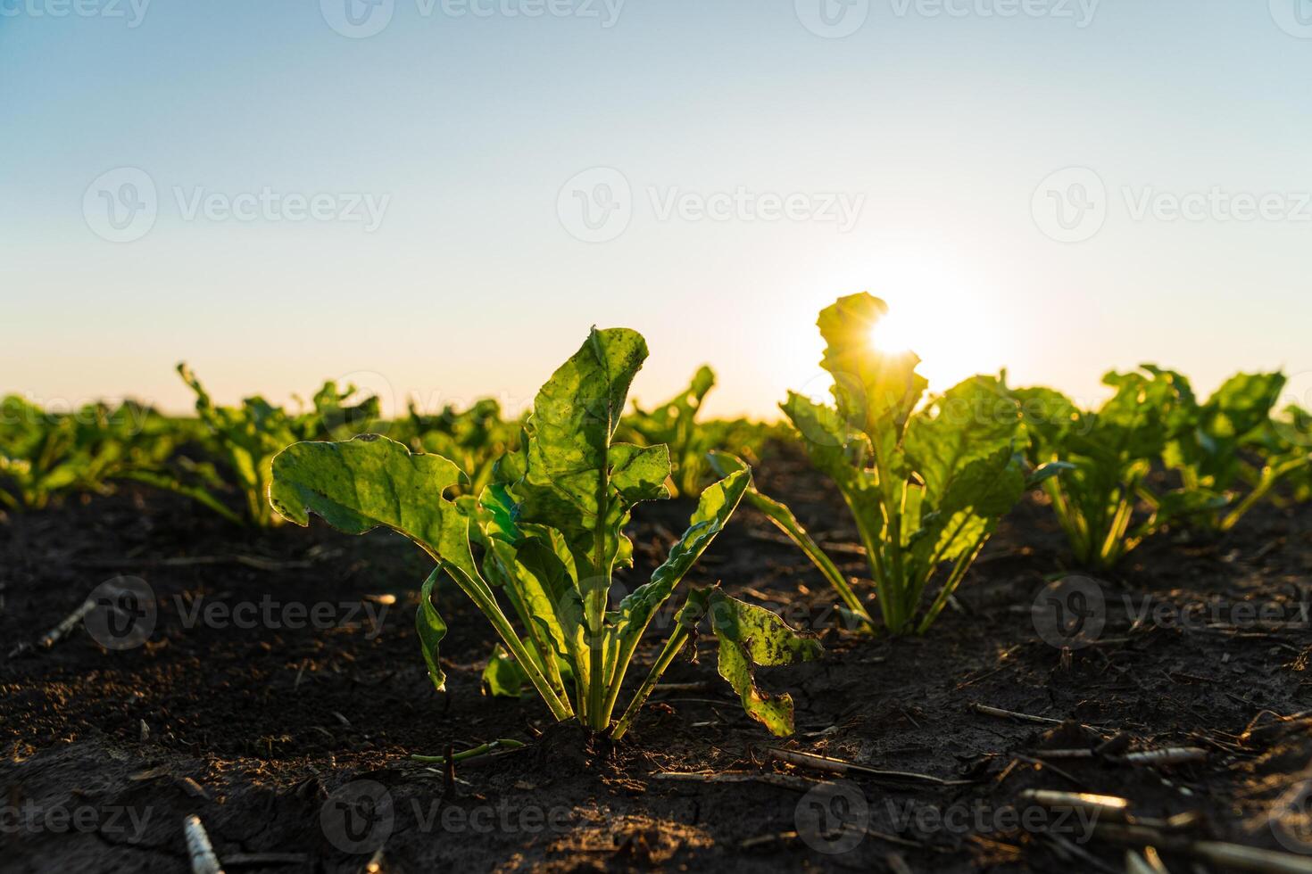 Young sugar beet plants close up. Seeding sugar beet in field of organic farm on sunny background. Beautiful growing plant sugar beet background. Selective Focus with Shallow Depth of Field photo
