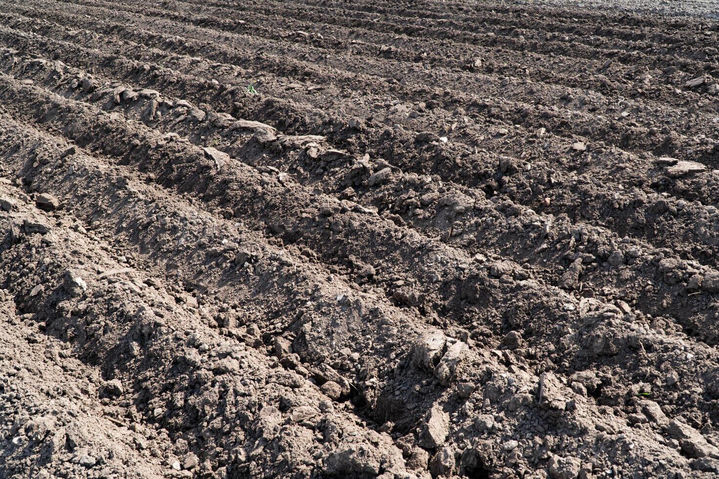 A beautifully plowed field. Agricultural field with even rows photo