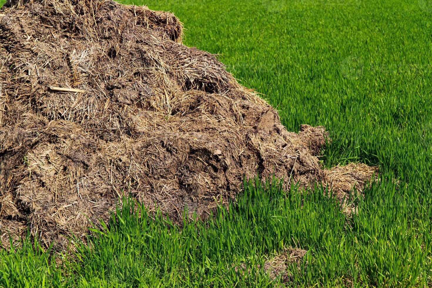 Heap Of Manure On Field photo