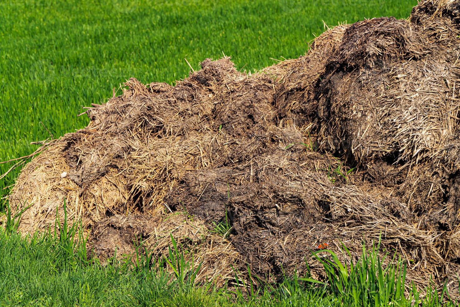 Manure pile lying on a agriculture field photo