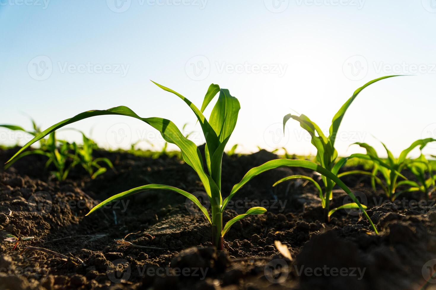 Green corn maize plants on a field. Corn grows in black soil. Small shoots of corn plants on plantation. Corn agriculture. Evening landscape with sunlight photo