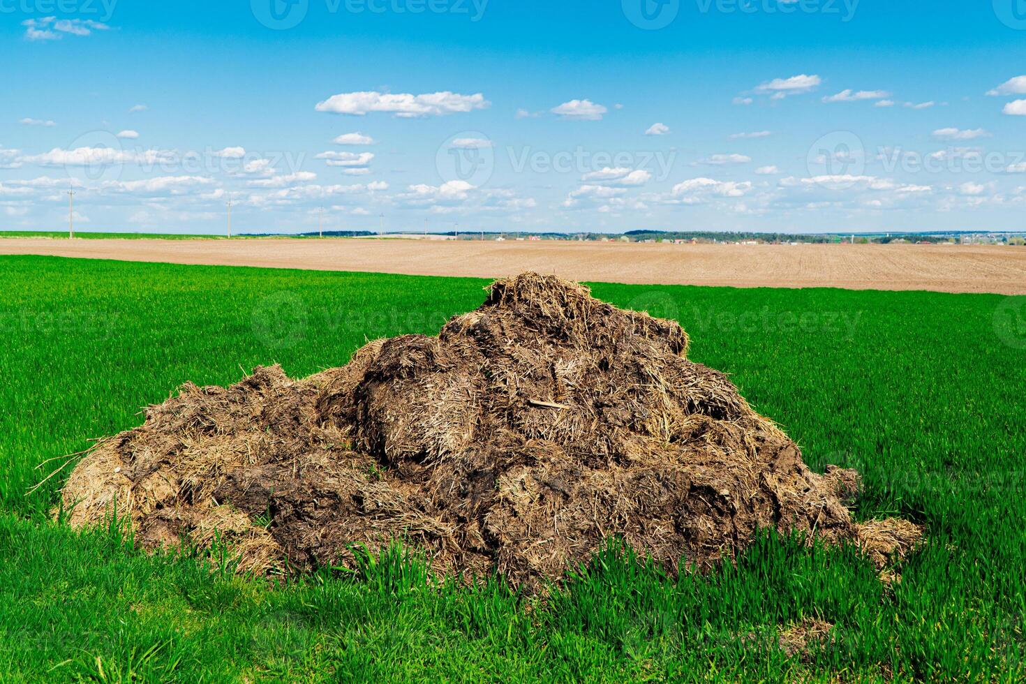 Heap Of Manure On Field. Heap of animal manure. Natural manure from livestock photo