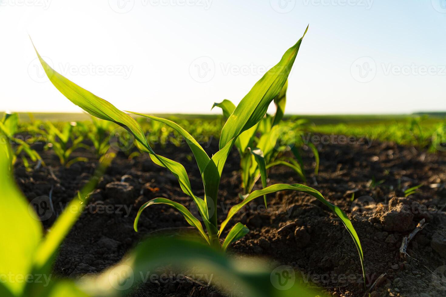 Young corn plants close up. Seeding corn in field of organic farm on sunny background. Beautiful growing plant corn background. Selective Focus with Shallow Depth of Field photo