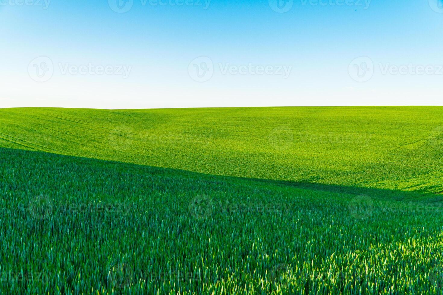 Waves of green wheat field. Beautiful green wheat field in countryside. Agriculture wheat photo