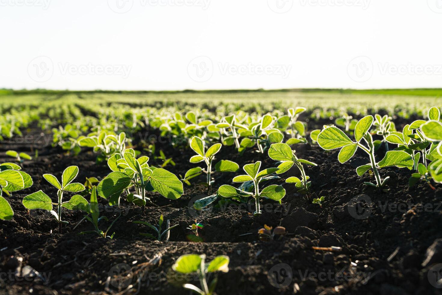 Fresh green soy plants on the field in summer. Rows of soy plants on an agricultural plantation. Selective focus photo