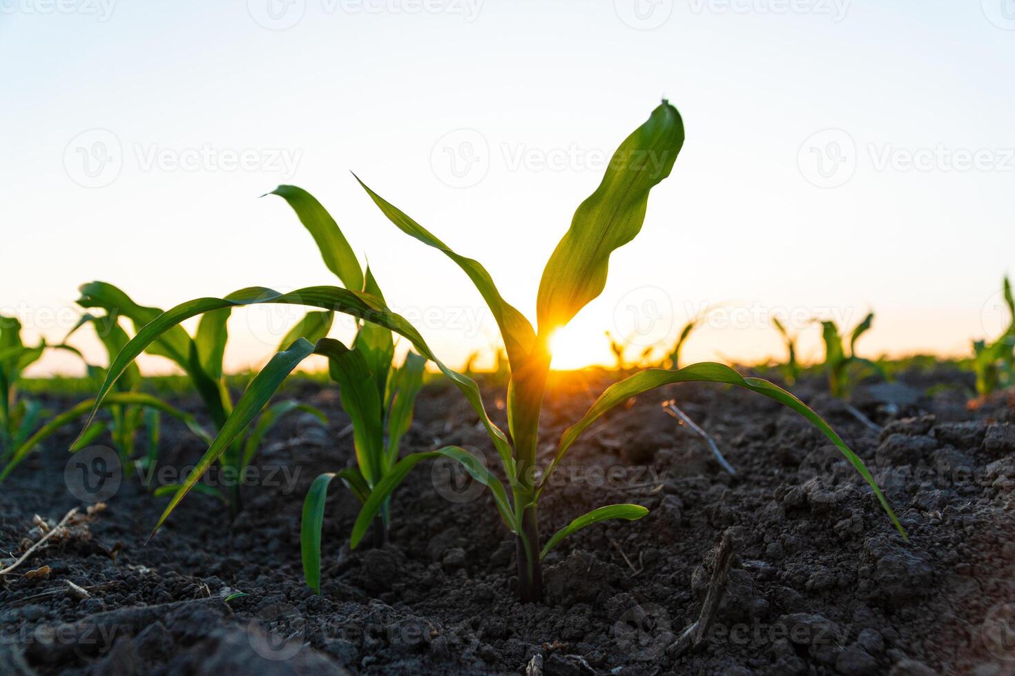 Young corn plants growing in cultivated field with sunset sun, soft focus photo