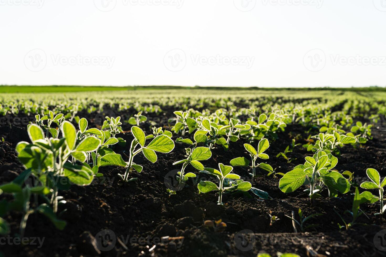 Young Soy Plants. Soy Field with sunset sun. Soya field in early stage. Agricultural crops in the open field photo