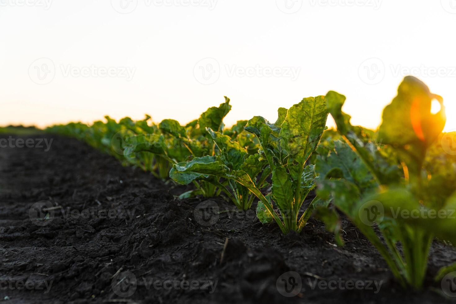 Young Sugar Beet Plants. Sugar Beet Field with sunset sun. Sugar beet field in early stage. Agricultural crops in the open field photo