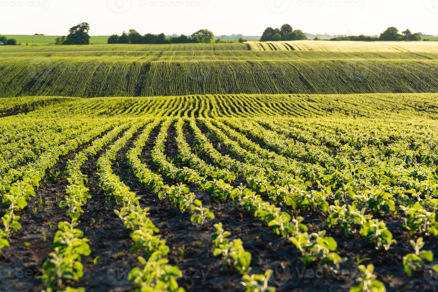 Rows of young soy plants on a fertile field with dark soil. Rows of sunlit young soya plants. Beautiful growing plant soy background photo