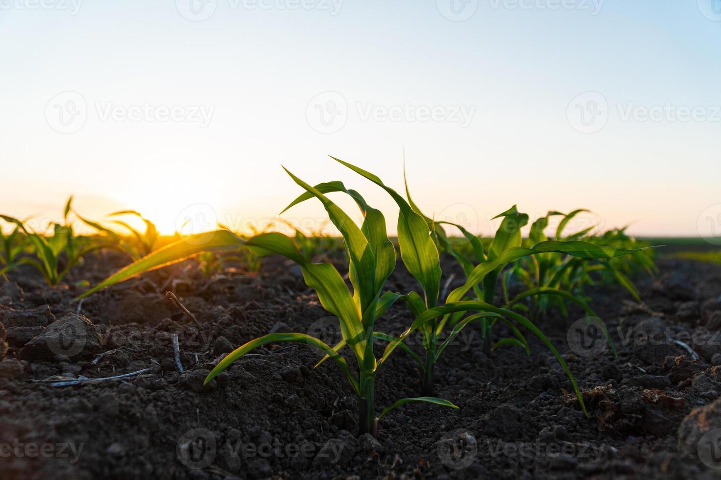 Young Corn Plants. Cornfield with sunset sun. Corn maize field in early stage. Agricultural crops in the open field photo