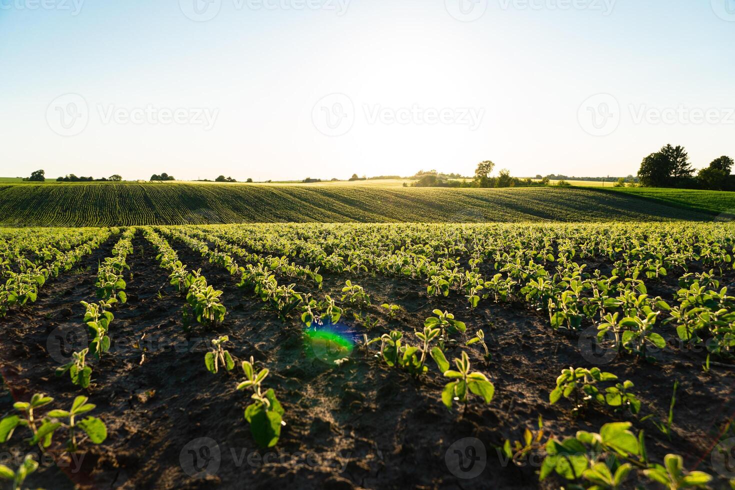 Open soybean field at sunset. Soy bean fields in early summer season. Agricultural plants. Agricultural landscape photo