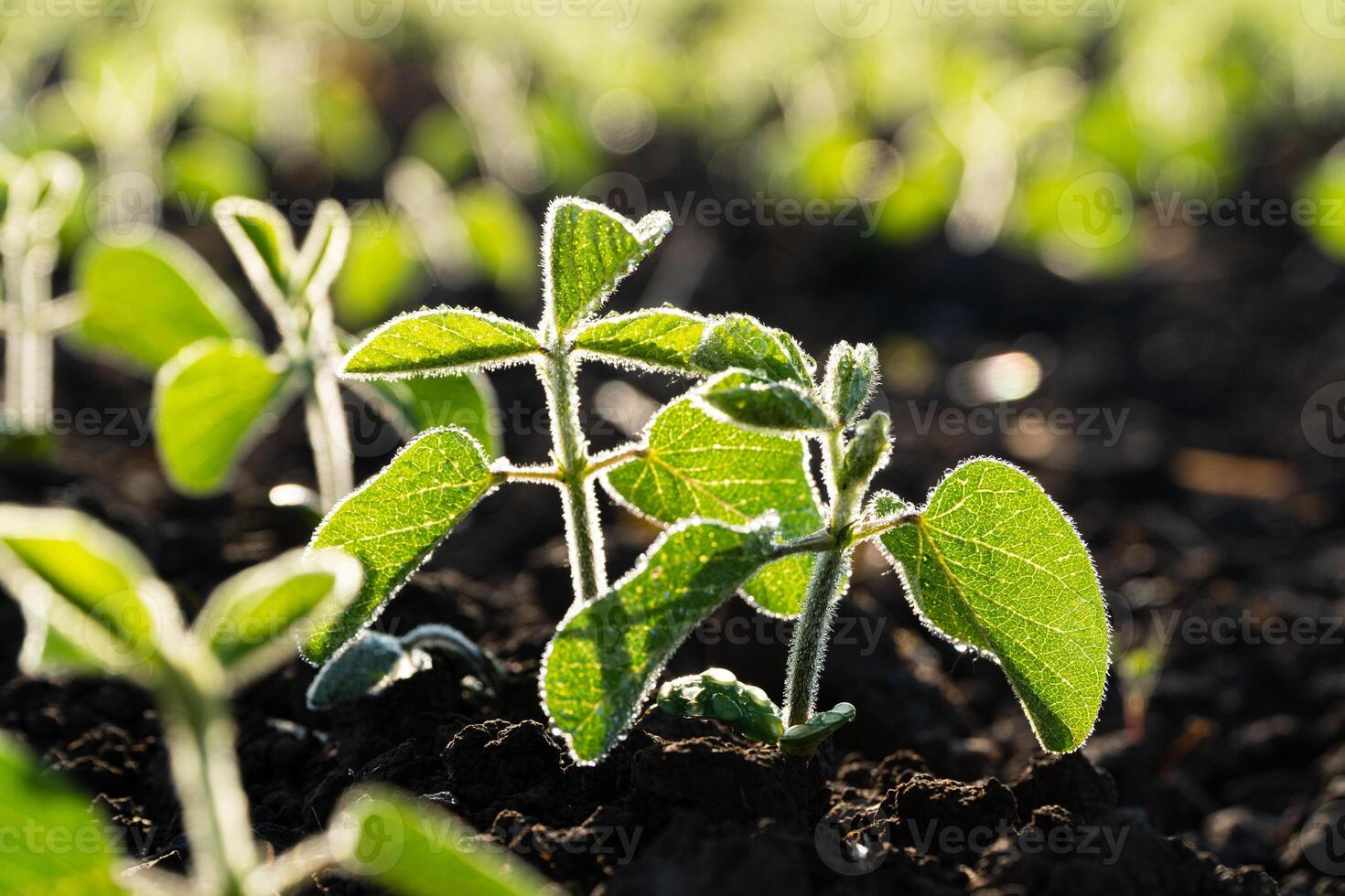 Small soybean plants growing in row in cultivated field. Soya bean sprout, growing soybeans on an industrial scale. Soy agriculture. Products for vegetarians. Soft focus photo