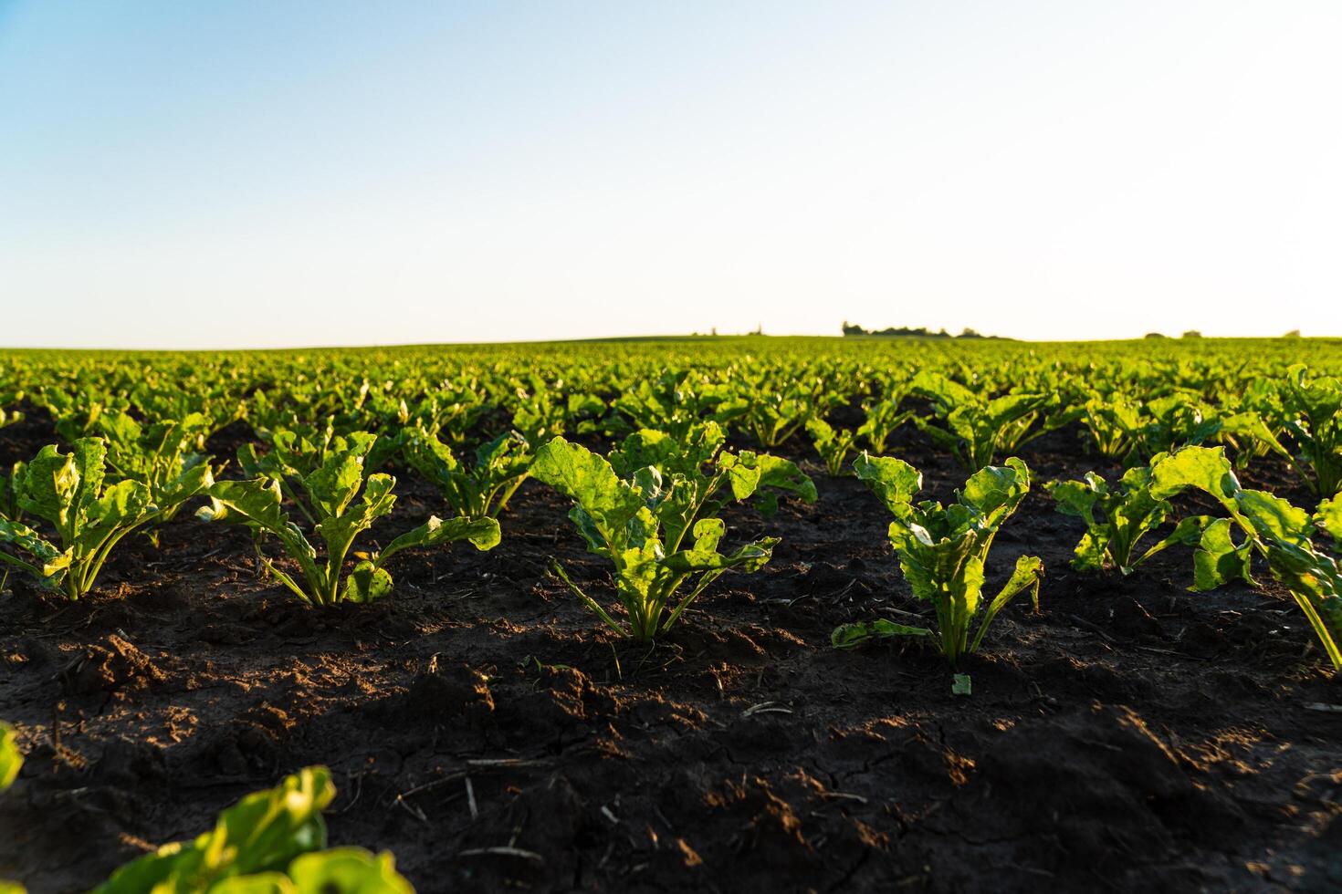 Small sugar beet plants growing in row in cultivated field. Sugar beet sprout, growing sugar beet on an industrial scale. Sugar beet agriculture. Soft focus photo