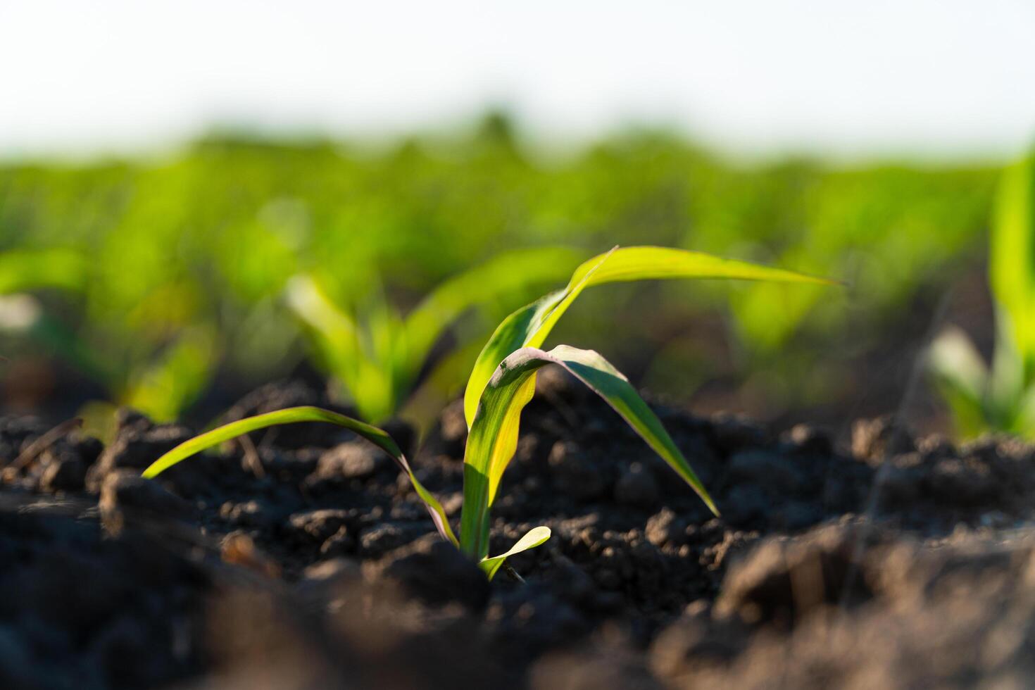 Very young corn plant. Farmer field with small young sprouts corn. Soft focus photo