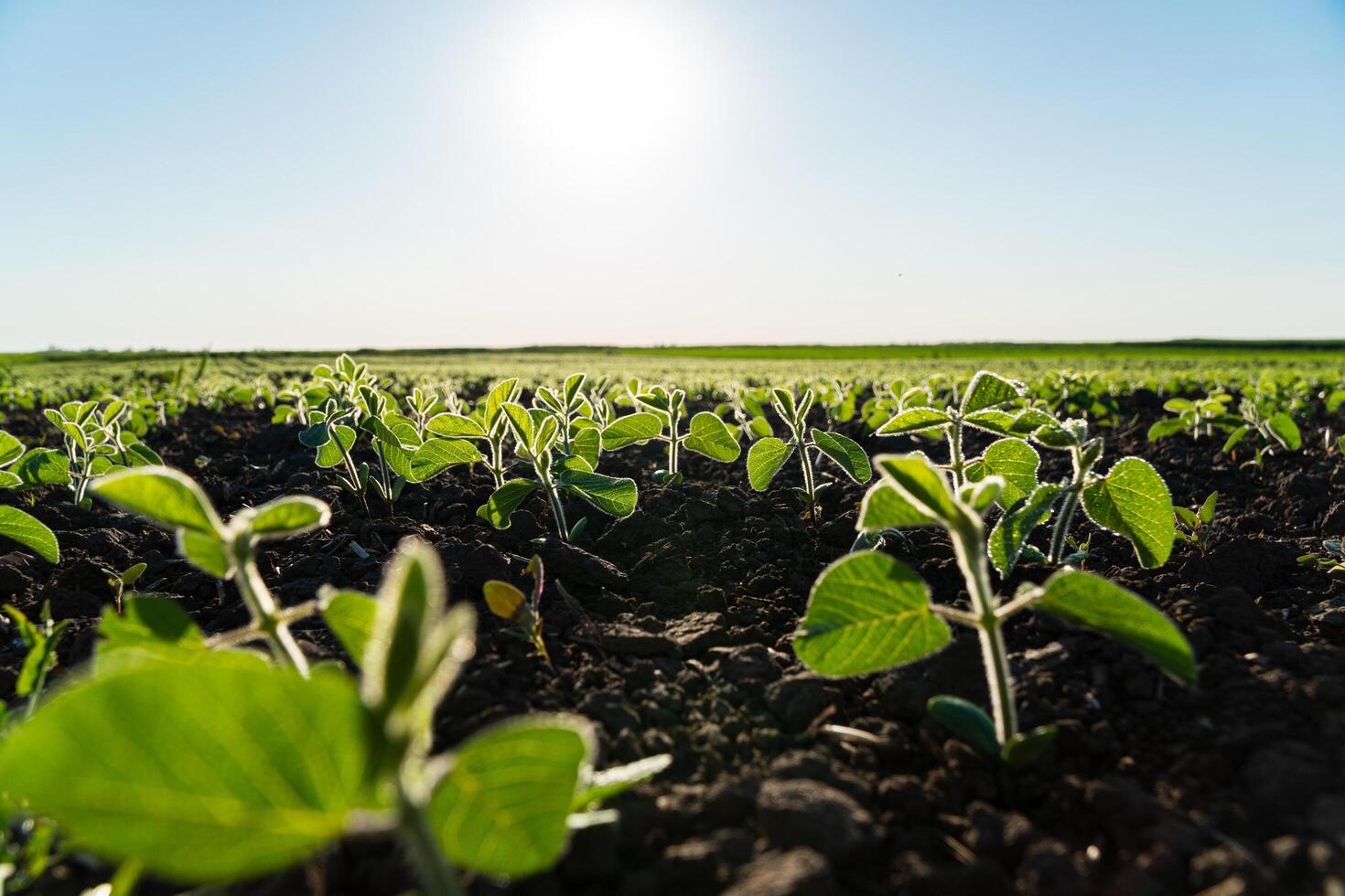 Very young soy plant. Farmer field with small young sprouts soybean. Soft focus photo