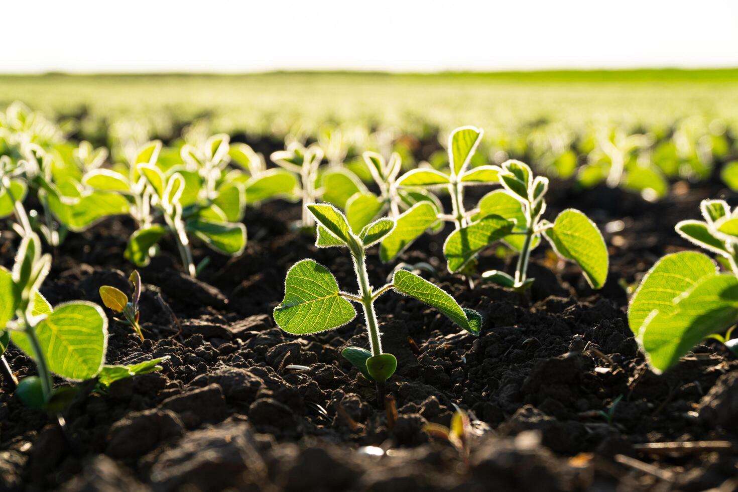 Close up seeding soya bean sprout. Green young soya plants growing from the black soil on sunlight evening. Soy agricultural. Selective Focus with Shallow Depth of Field photo