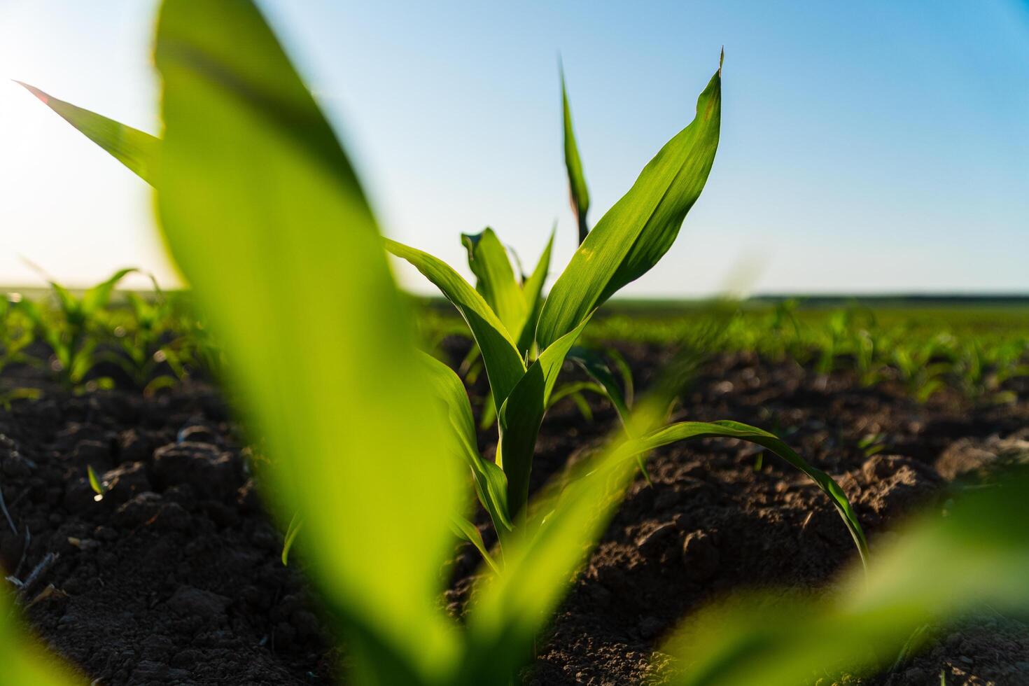 Close up seeding maize plant. Green young corn maize plants growing from the black soil on sunlight evening. Corn agriculture. Selective Focus with Shallow Depth of Field photo